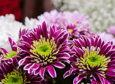 chrysanthemum