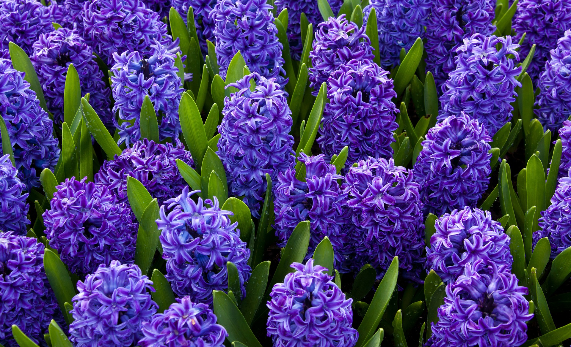 How To Pronounce Purple Hyacinth